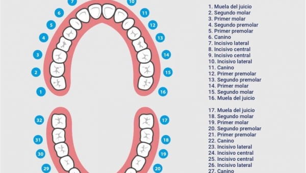 Tus dientes I